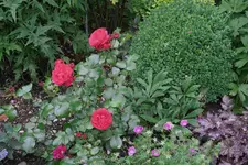 Juni     9423.webp