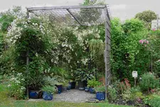 Juni     9623.webp