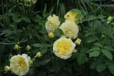 Juni     9723.webp