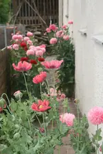 Mohnstrasse0619.webp