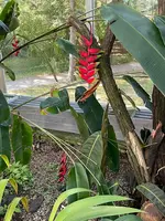 IMG_1181.jpeg
