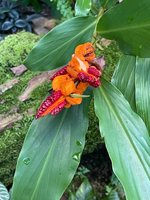 IMG_1187.jpeg