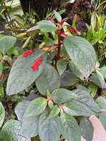 IMG_1194.jpeg