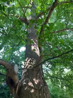 IMG_1196.jpeg