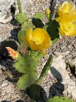 IMG_1213.jpeg