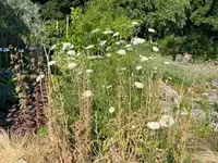 IMG_1221.jpeg