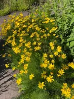 IMG_1228.jpeg