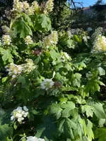 IMG_1229.jpeg