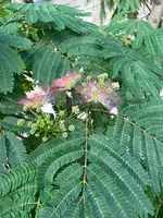 IMG_1230.jpeg