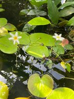 IMG_1203.jpeg