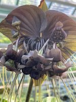 IMG_1201.jpeg