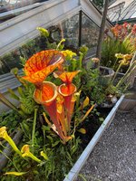 IMG_1199.jpeg
