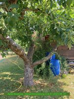 Apfel-Boskoop_Idared-Einedelung-A-2023-06_01.jpg