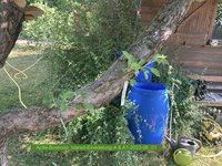 Apfel-Boskoop_Idared-Einedelung-A-2023-06_02.jpg