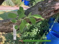 Apfel-Boskoop_Idared-Einedelung-A1-2023-06_01.jpg