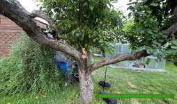 Apfel-Boskoop_Idared-Einedelung-B & C_2023-06_01 – Version 2.jpg