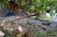 Apfel-Boskoop_Idared-Einedelung-B_2023-06_01.jpg
