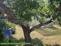 Apfel-Boskoop_Idared-Einedelung-D & E_2023-06_02.jpg