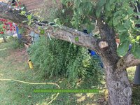 Apfel-Boskoop_Idared-Einedelung-D & E_2023-06_03.jpg