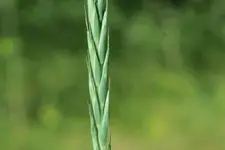 Quecke Ähre.webp