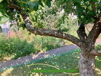 Apfel-Boskoop_Idared-Einedelung-F_2023-06_01.jpg
