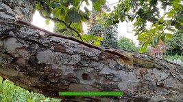 Apfel-Boskoop_Idared-Einedelung-F_2023-06_03.jpg