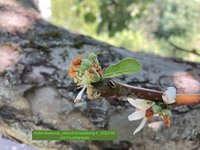 Apfel-Boskoop_Idared-Einedelung-F_2023-06_04.jpg