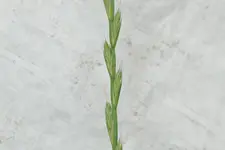 Lolium multiflorum Ähre.webp