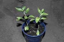 Mehlsalbei 20230625.webp