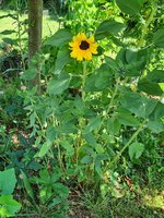 20230626_054931.jpg