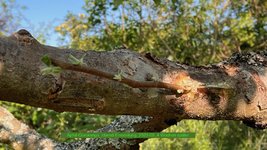 Apfel-Coxorange_Idared-Einedelung_2023-04_4 Wochen später.jpg