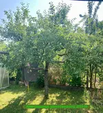 Apfel-Coxorange_Idared-Einedelung_2023-06_01.webp