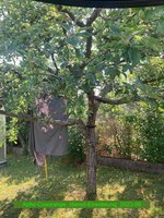 Apfel-Coxorange_Idared-Einedelung_2023-06_02.jpg