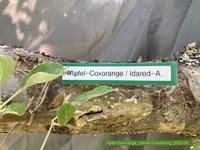 Apfel-Coxorange_Idared-Einedelung_2023-06_05.jpg