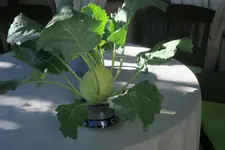 Kohlrabi 0623.webp