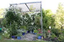 Rosenlaube  1323.webp