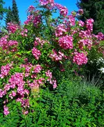 ,mozart.webp