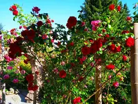 ,Amadeus -.webp