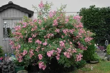 Rose Juanita    1423.webp