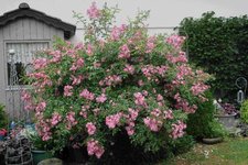 Rose Juanita    1423.JPG