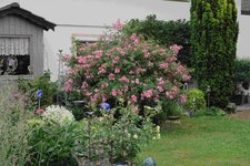 Rose Juanita    1523.JPG