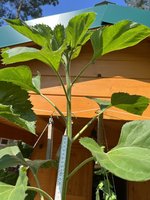 IMG_1513.jpeg