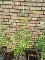 IMG_20230626_111529.webp