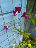 IMG_20230626_135924.webp