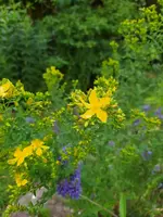IMG_20230626_135053.webp