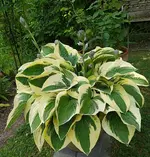IMG_20230626_135351.webp