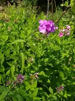 IMG_20230626_135823.webp