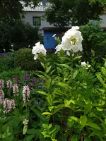 IMG_20230626_134734.webp