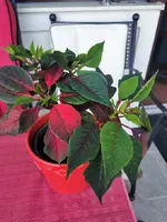 IMG_20230626_161354.webp