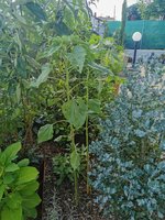 IMG_20230626_165823.jpg